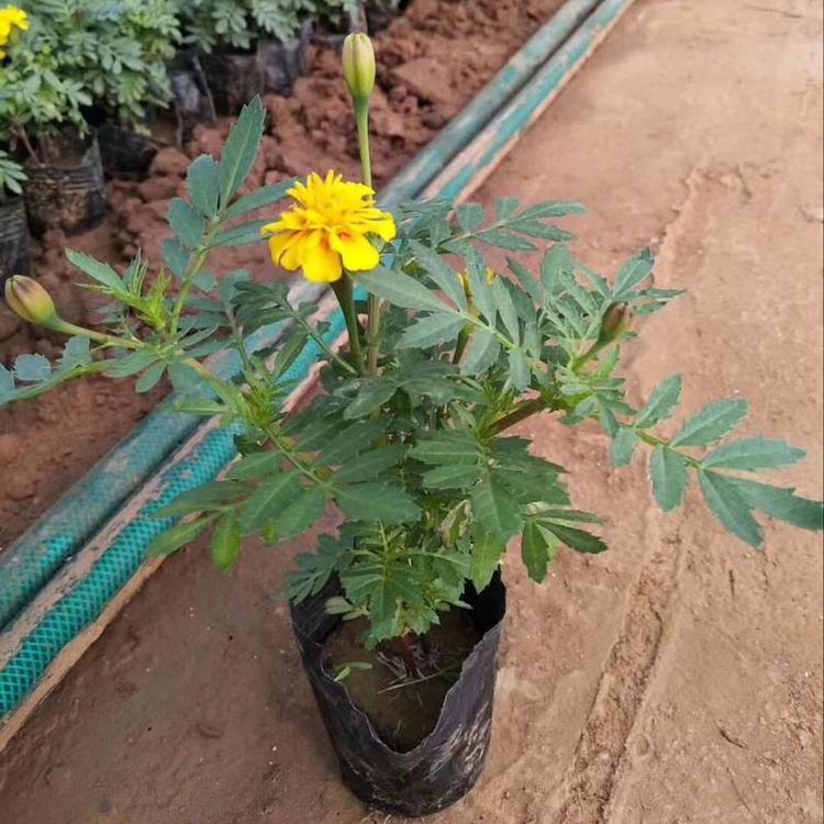 山东孔雀草批发商  孔雀草苗   孔雀草批发  报价优惠
