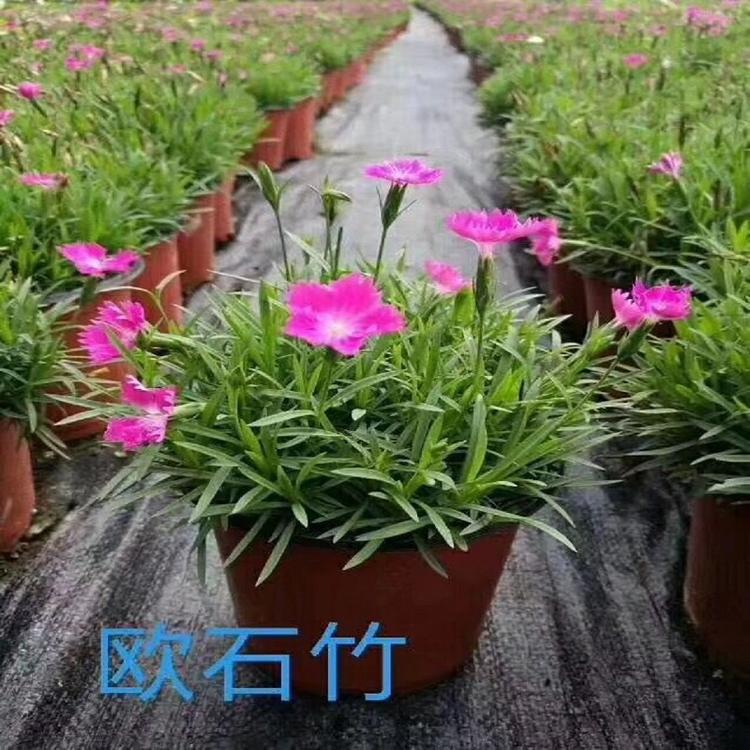 绿植盆栽欧石竹  欧石竹花海  欧石竹批发商