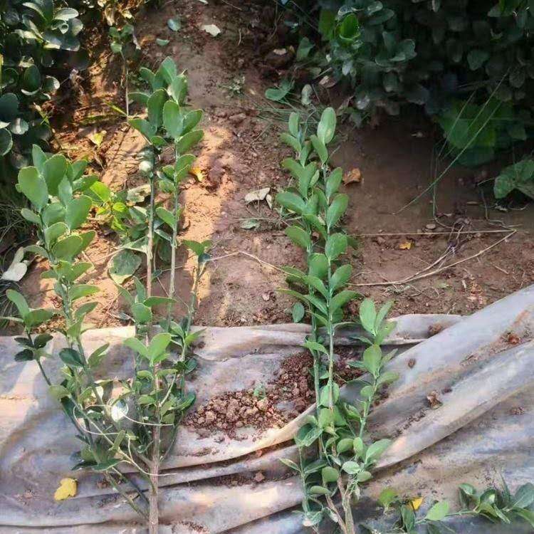 绿化冬青苗 常绿开花冬青 批发冬青小苗