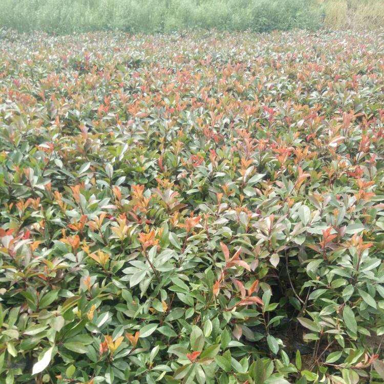 红叶石楠种植基地 多种规格红叶石楠苗 价格实惠
