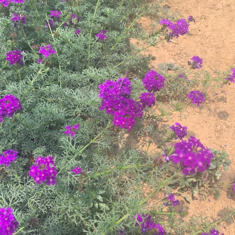美女樱价格   马鞭草批发    河北草花直供