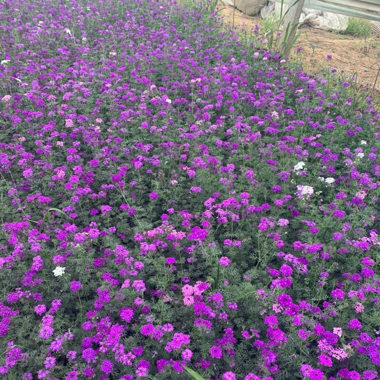 美女樱价格   多色美女樱 基地   北京草花直供