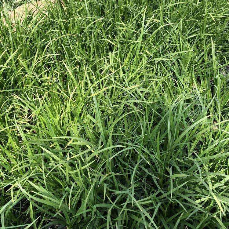 直销崂峪苔草基地 销量好崂峪苔草 崂峪苔草报价