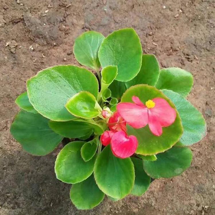 批量销售 种植四季海棠基地 四季海棠培育 好成活四季海棠基地