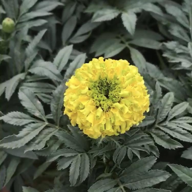 观赏盆栽万寿菊  万寿菊幼苗  万寿菊直销