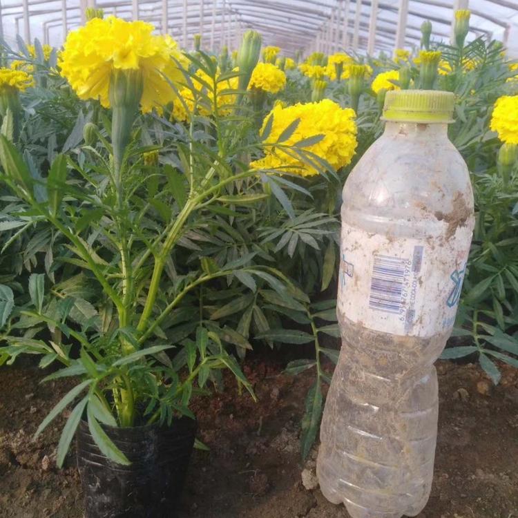 草花双色盆万寿菊  万寿菊培育基地  万寿菊种植基地