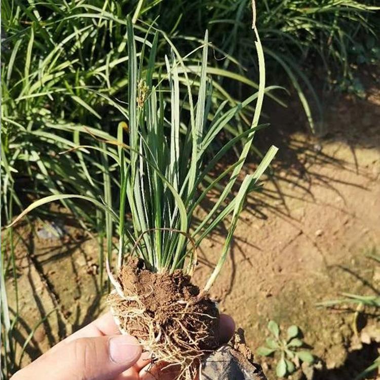 直销麦冬基地 麦冬批发报价 现苗直销 基地种植麦冬