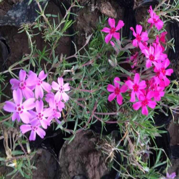 花海工程用福禄考  福禄考基地   量大价优