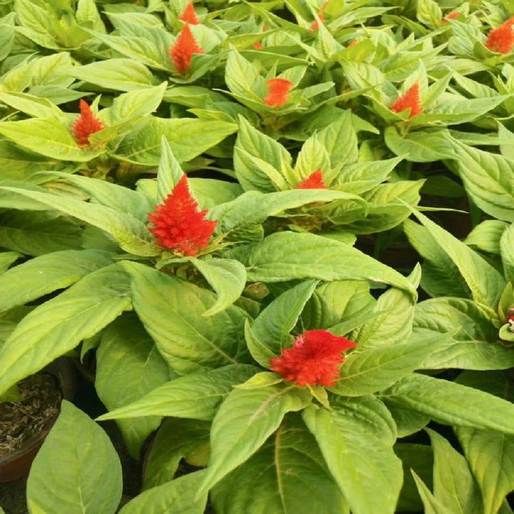 绿叶一支笔  鸡冠花基地 量大优惠
