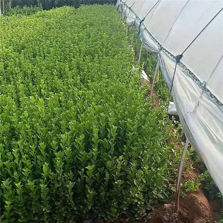 卫矛小苗批发商 卫矛小苗供应 青州卫矛种植培育商家 工程绿化苗