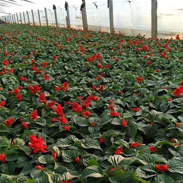 绿化小区公园一串红  一串红基地直供  供应质量好的花卉一串红