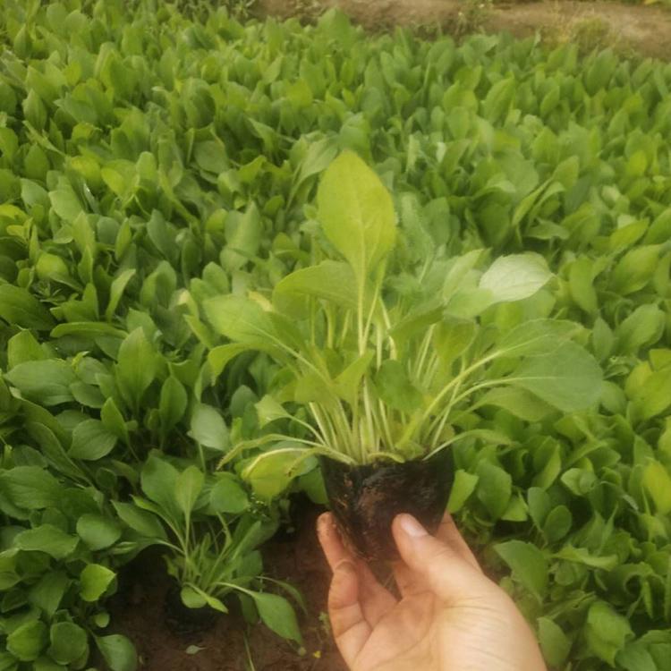 黑心菊种子 黑心菊 黑心菊花苗 量大优惠