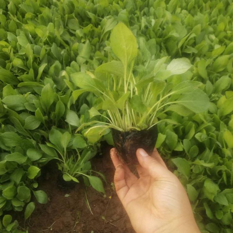 山东黑心菊基地 黑心菊 黑心菊杯苗出售 锦川花卉