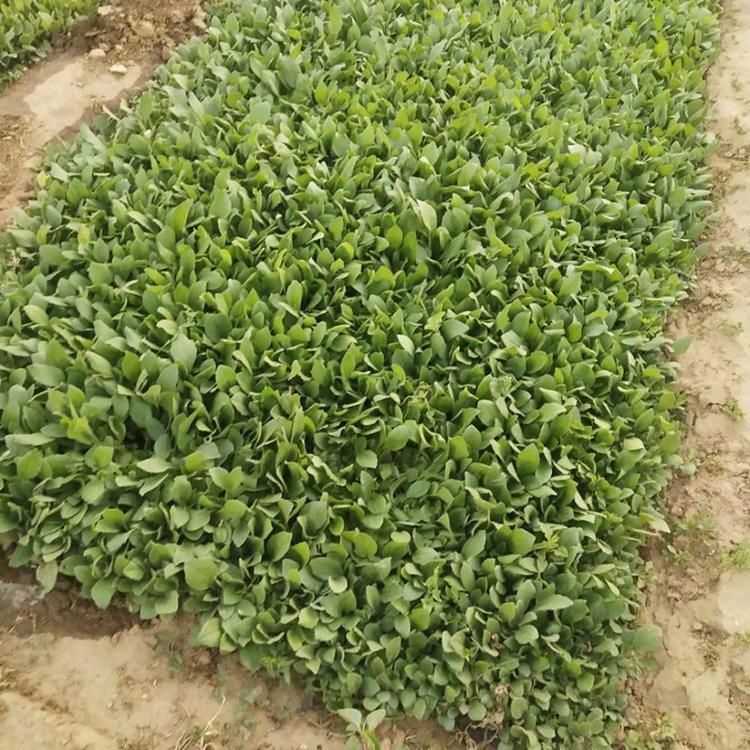 直销黑心菊杯苗 黑心菊小苗批发 黑心菊基地 草花基地种植培育