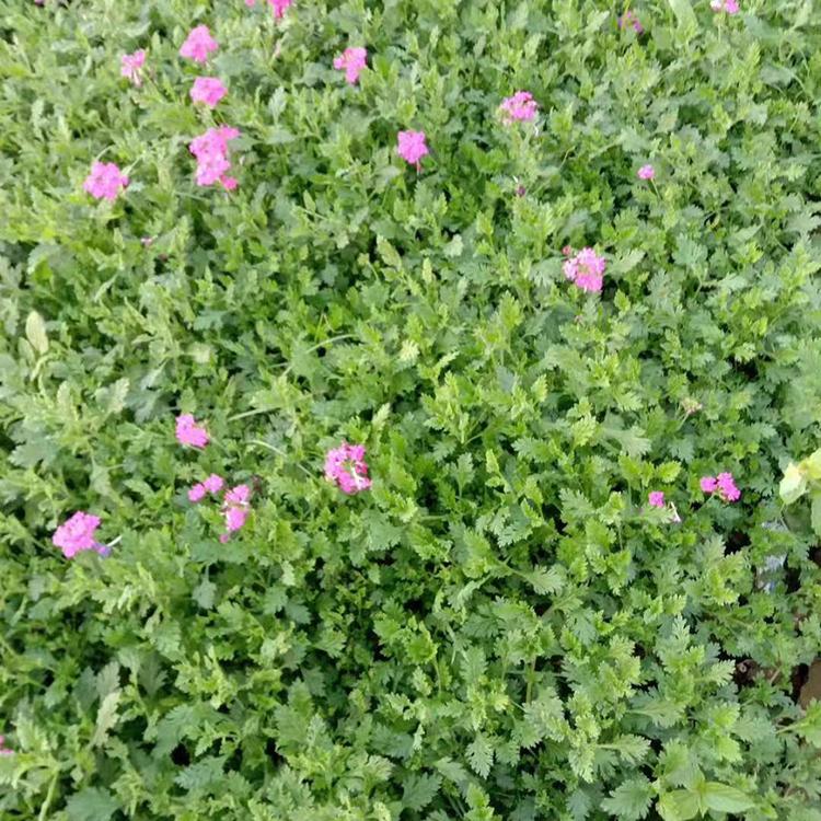 好成活的美女樱花苗培育基地 锦川 美女樱价格优惠