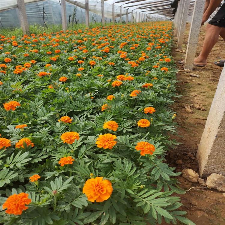 租摆用孔雀草 孔雀草预定 直销 潍坊孔雀草报价