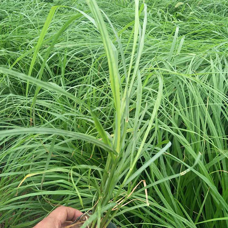 批量销售狼尾草 狼尾草供货商 批量销售狼尾草