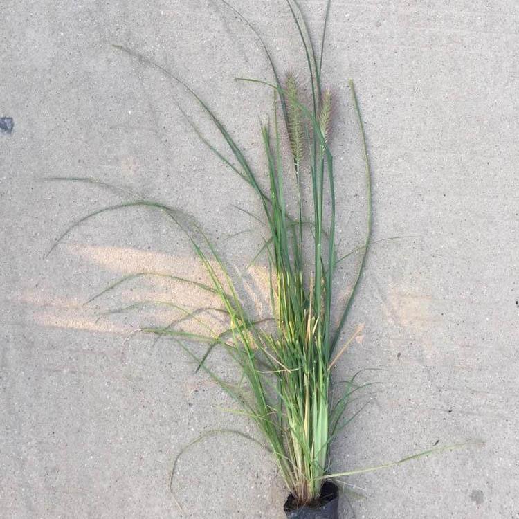 山东狼尾草培育基地 狼尾草供货商 狼尾草行情