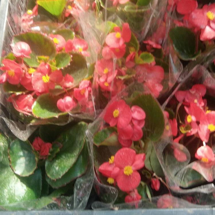 四季海棠花苗 四季海棠行情