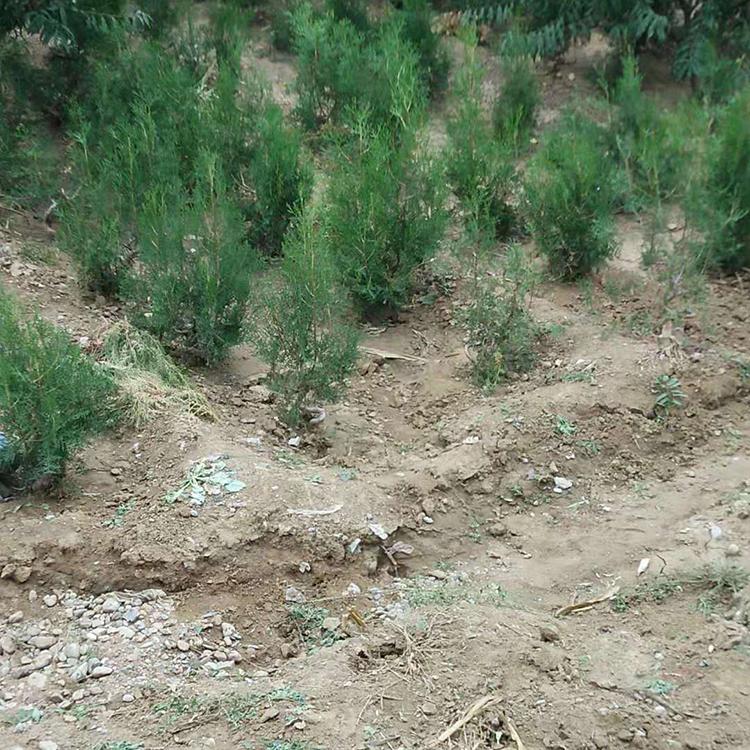 青州培育侧柏小苗基地 侧柏小苗预定 侧柏苗价格