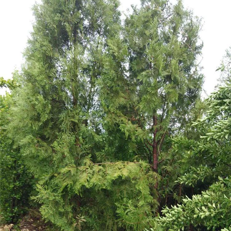 侧柏绿化苗 侧柏绿化苗种植 基地常年出售侧柏