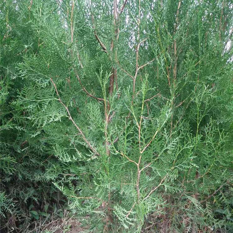 侧柏绿化苗 侧柏小苗预定 多种规格侧柏苗