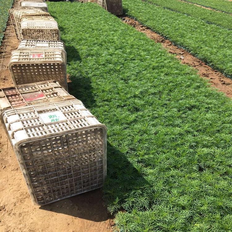 批量销售波斯菊 波斯菊行情 花海打造用波斯菊 花卉基地大量供应波斯菊