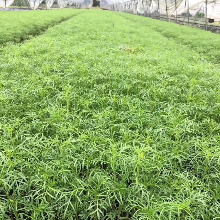山东波斯菊批发商 波斯菊营养杯苗 花海打造用波斯菊 波斯菊花海苗