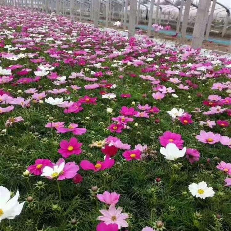 山东波斯菊批发商 波斯菊行情 批发波斯菊基地 波斯菊基地直销