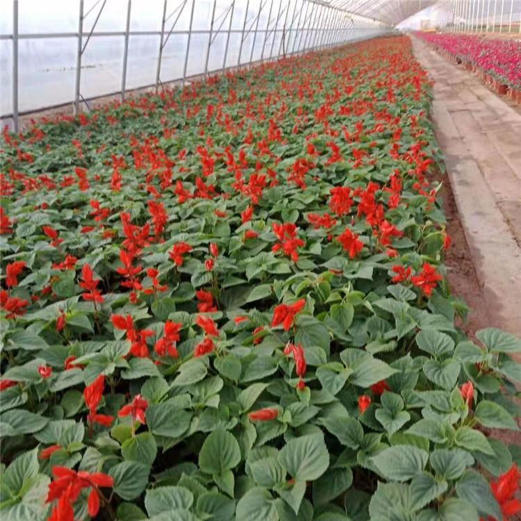 盆栽一串红 一串红花苗培育基地 山东草花基地