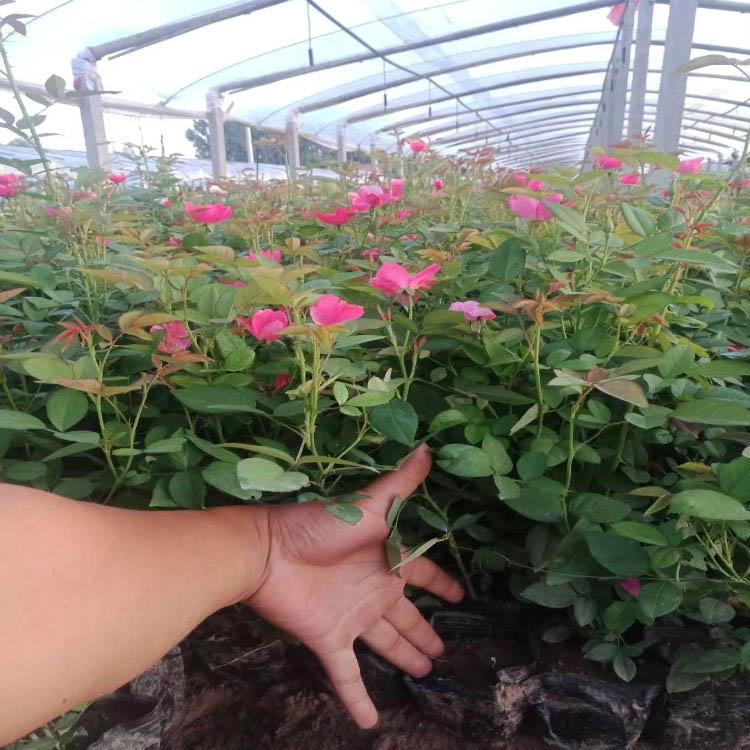 山东丰花月季基地 月季花苗供应商 基地直销丰花月季