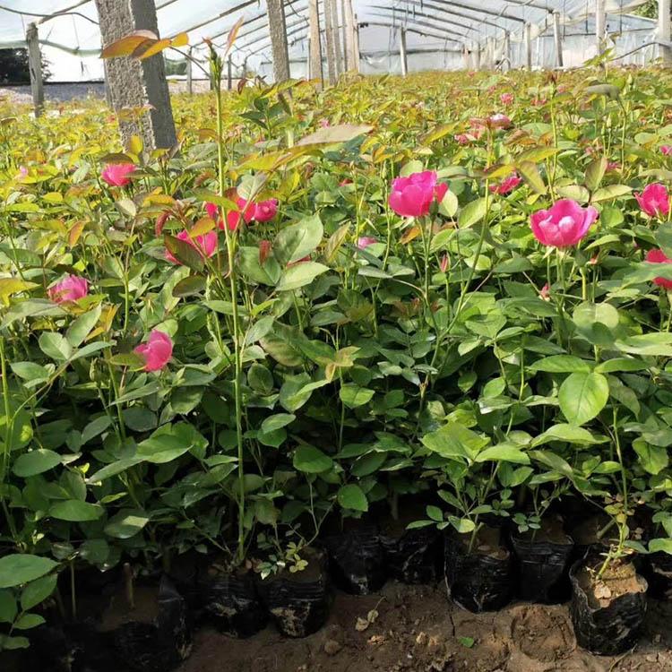 丰花月季预定 月季花苗供应商 基地直销丰花月季