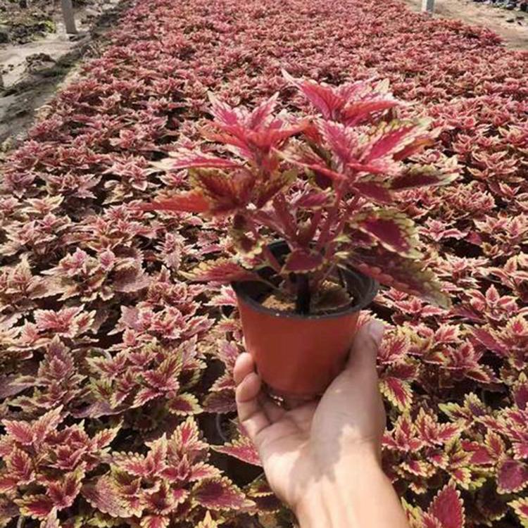 培育彩叶草  彩叶草推荐  双色盆彩叶草报价