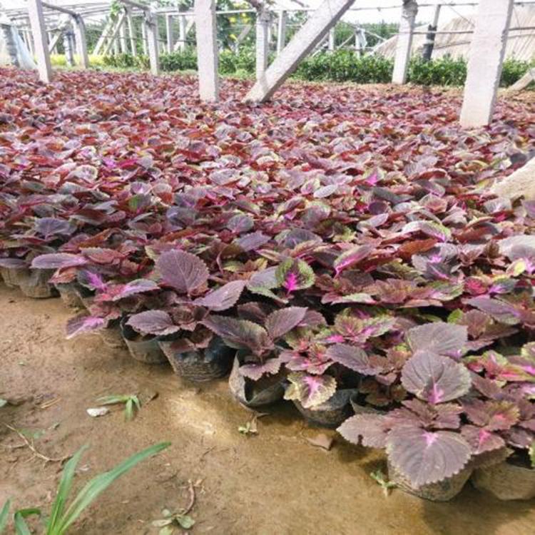 培育彩叶草  彩叶草供应  彩叶草种植基地