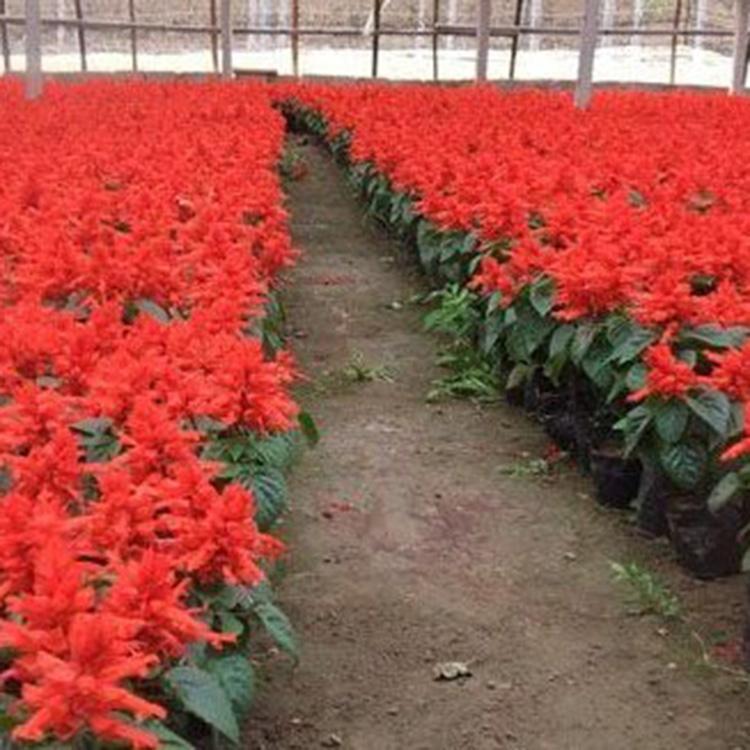 进口鸡冠花   观花鸡冠花   价格优惠