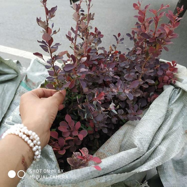 红叶小檗 40公分红叶小檗苗批发 顺和花卉