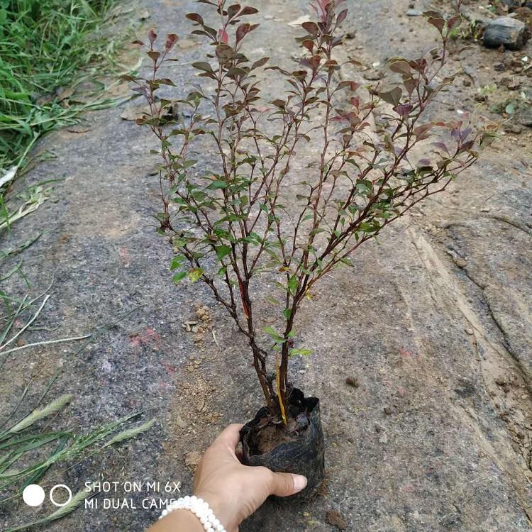 红叶小檗苗 顺和花卉 基地批发红叶小檗苗
