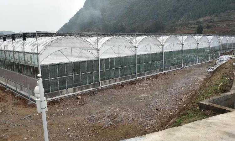 批发销售连栋薄膜温室定制