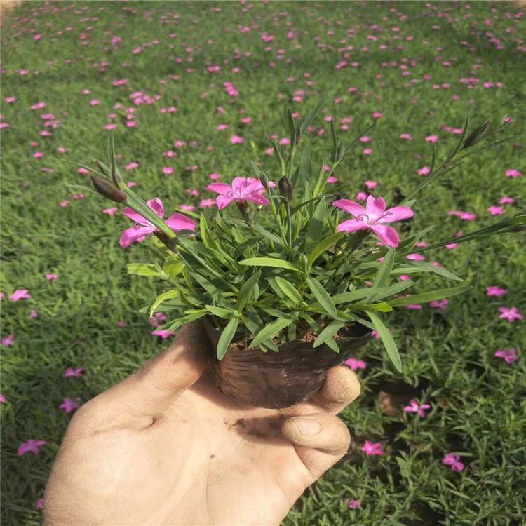 欧石竹        欧石竹杯苗