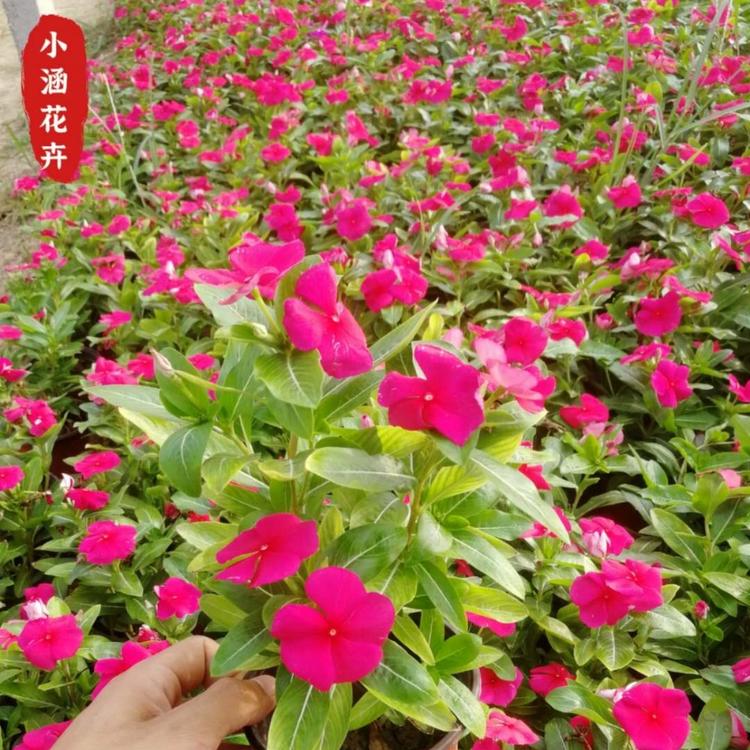 多色天天开   青州供应优质天天开   优质长春花产地直销  小涵花卉