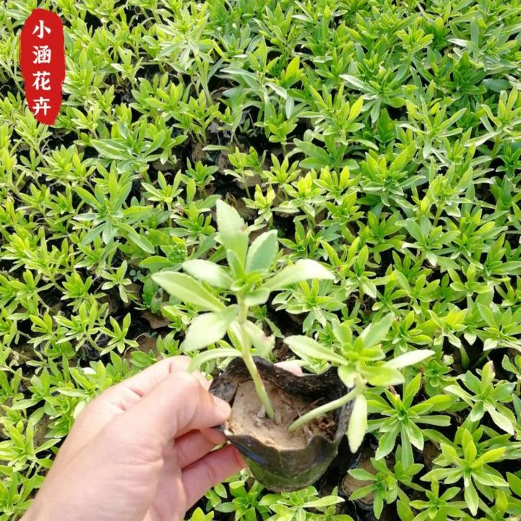 优质三七景天价格   三七景天产地直销  优质费菜  小涵花卉  绿化苗木  盆苗