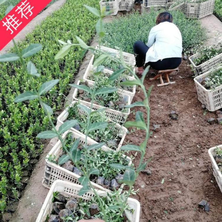 小叶扶芳藤  优质小叶扶芳藤  爬行卫矛价格  护坡专用 小涵花卉绿化苗木