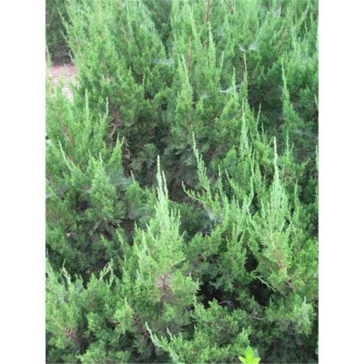 河北龙柏球种植与养护 龙柏球 龙柏球种植与养护