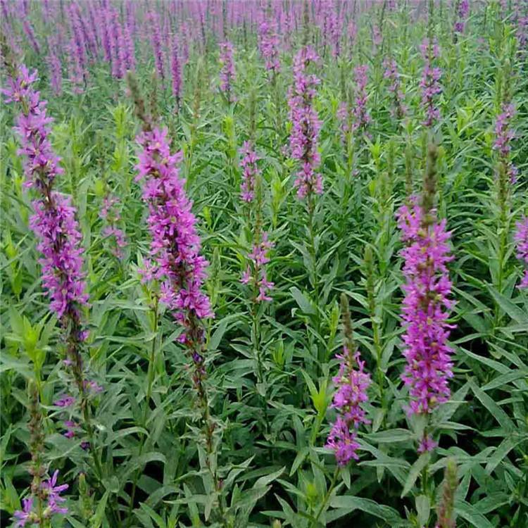 青州草花苗木 千屈菜基地发货 千屈菜供应商