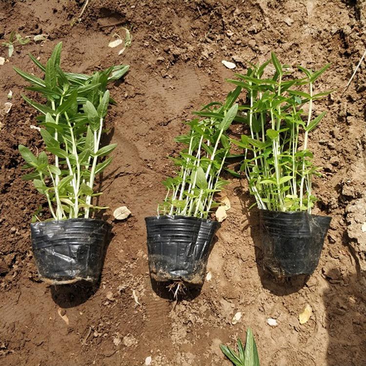 千屈草杯苗 基地发货 青州千屈菜批发 多看生草本植物