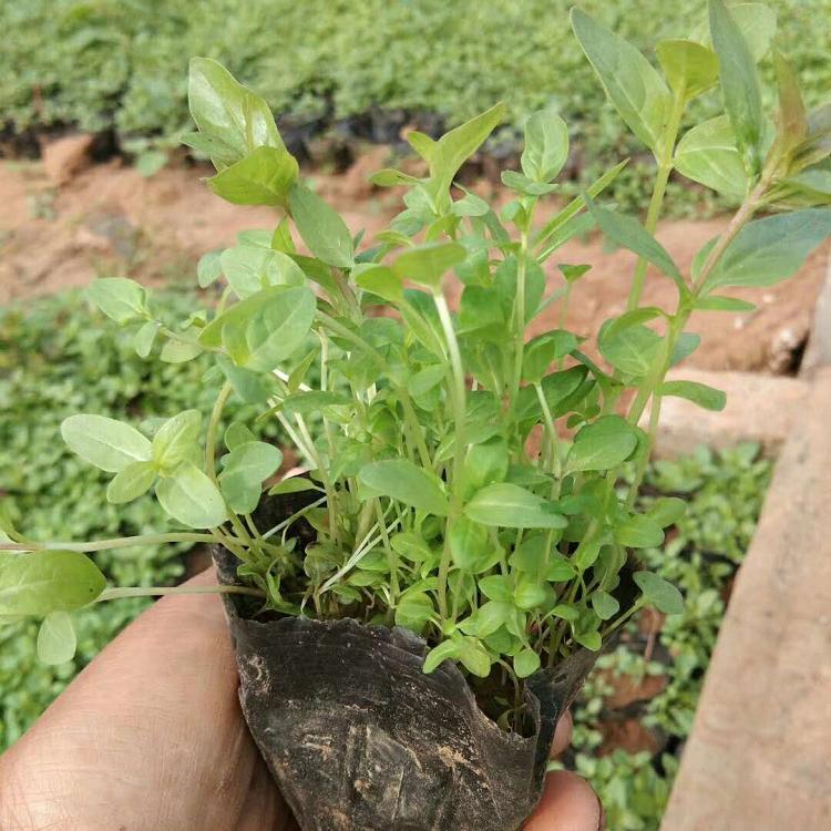 基地发货 千屈菜小苗 千屈菜小苗价格