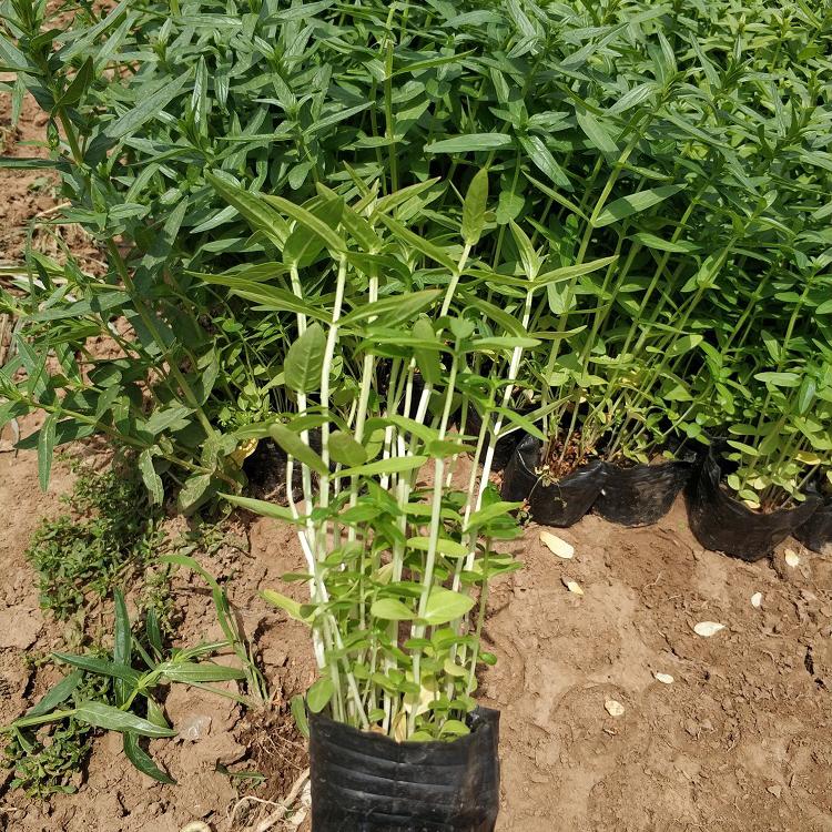 千屈菜杯苗 欢迎订购 山东千屈菜基地直销