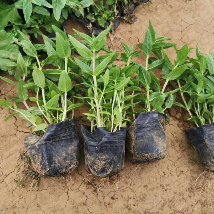 千屈菜杯苗 经销商报价 青州千屈菜供应
