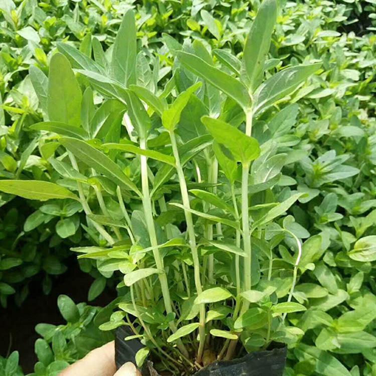 千屈菜小苗批量发货 山东绿化用千屈菜 长势好