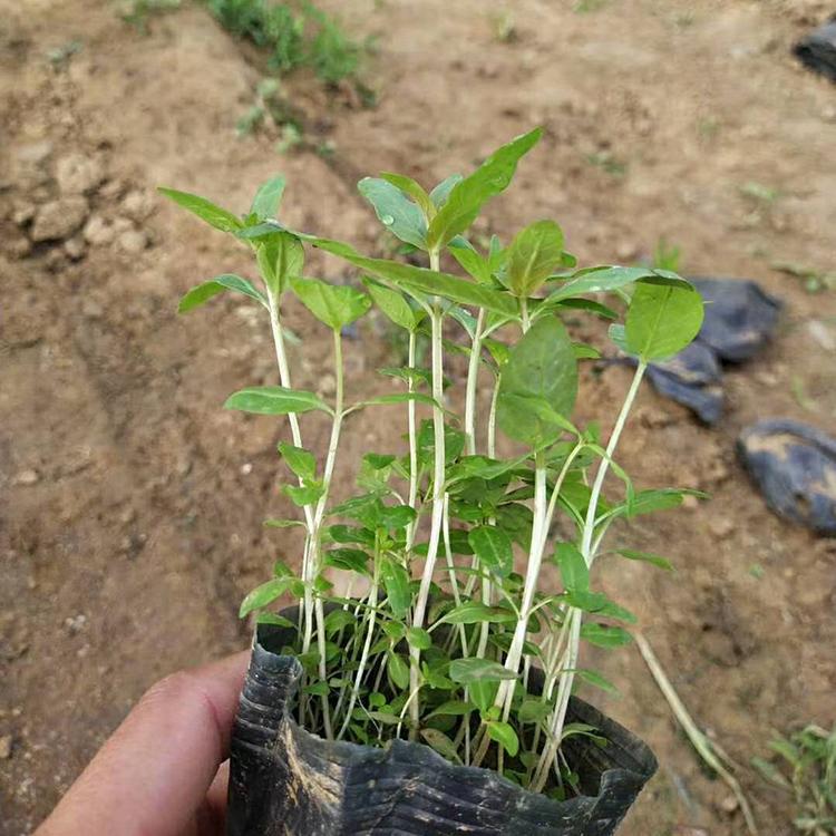 多年生草本花卉 千屈菜营养杯 青州花卉苗木批发
